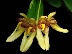 Bulbophyllum boninense_TakNat_cd