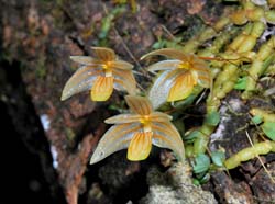 Bulbophyllum_anguliferum_MG_cd