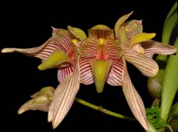 Bulbophyllum_bicolor_ws_cd