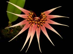 Bulbophyllum_cercanthum_WS_cd