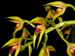 Bulbophyllum_lasianthum_yellow_WS