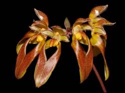 Bulbophyllum_longibrachiatum_ws_cd