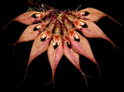 Bulbophyllum_rothschildianum_ws_cd