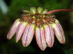 Bulbophyllum_sarcophyllum_MH_cd