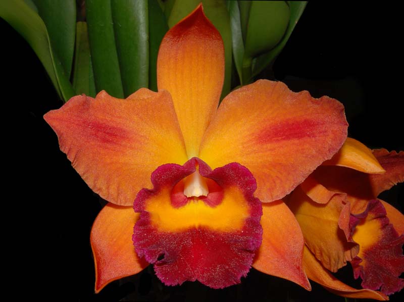 Cattleya Pot Chief Sweet Orange_ws_cd