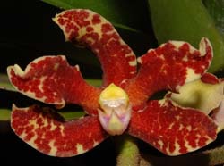dimorphorchis_lowii_red_ws_cd