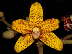 dimorphorchis_lowii_yellow_ws_cd