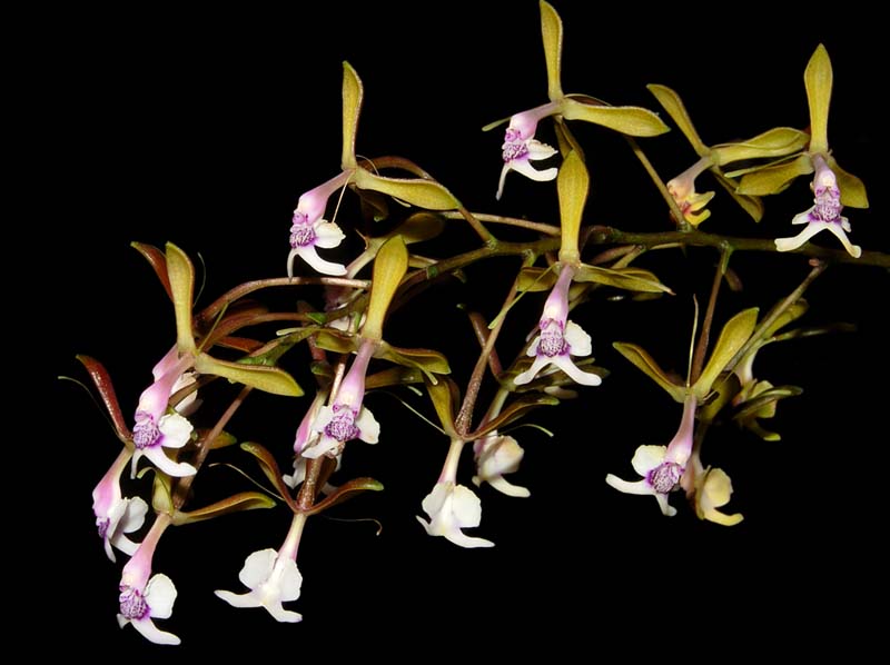 Epidendrum_angaritae_ws_cd