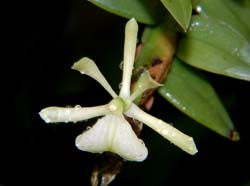 Epidendrum_whittenii_WS_cd