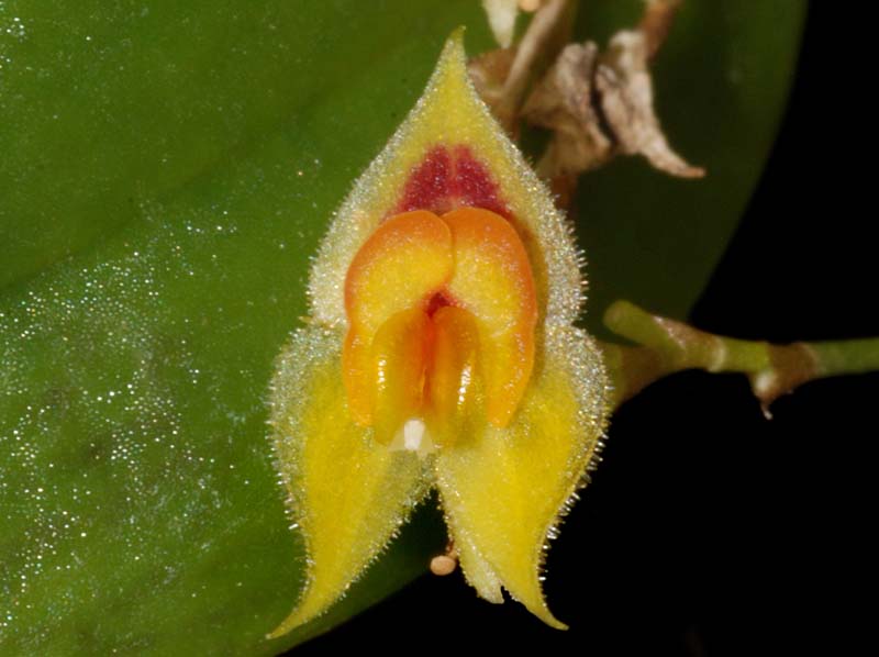 Lepanthes_dictyota_ws_cd