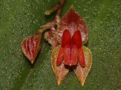 Lepanthes_costariciensis2_ws_cd