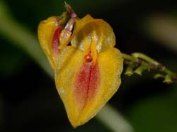 Lepanthes_maxonii_ws_cd