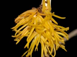 Myoxanthus_monophyllus_ws_cd