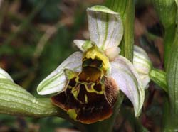 Ophrys_fuciflora_IP_cd