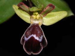 Ophrys_omegaifera_ws_cd