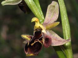 Ophrys_scolopax_IP_cd