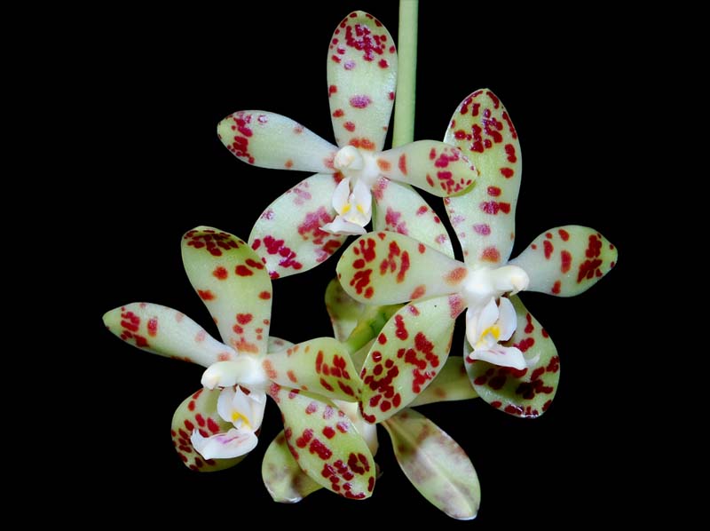 Phalaenopsis_doweryensis_MG_cd