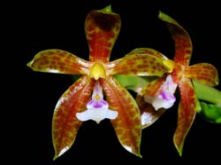 Phalaenopsis_borneensis_MG_cd