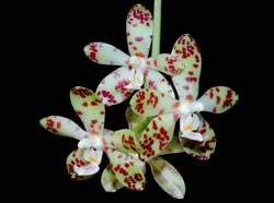 Phalaenopsis_doweryensis_MG_cd