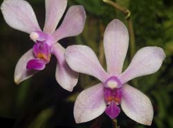Phalaenopsis_honghenensis_ws_cd