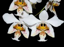 Phalaenopsis_stuartiana_MG_cd