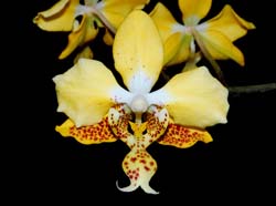 Phalaenopsis_stuartiana_nobilis_MG_cd