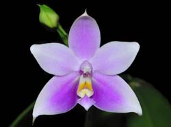 Phalaenopsis_violacea_Mentawei_MG_cd