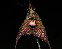 Dracula chimaera