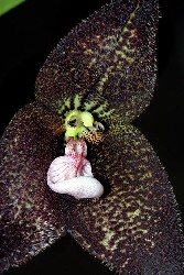 Dracula roezlii