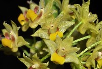 Eria xanthocheila