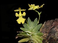 Erycina pusilla