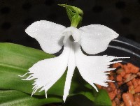 Habenaria lindleyana x Pecteilis cambodiana