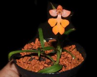 Habenaria roebelenii