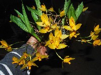 Lycaste aromatica