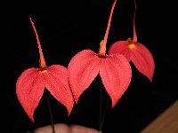 Masdevallia coccinea