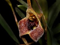 Masdevallia colossus