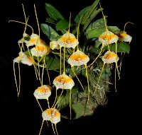 Masdevallia strobelii