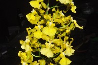 Oncidium heinzelii