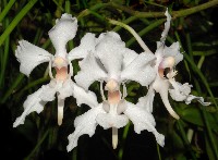 Papionanthe biswasiana