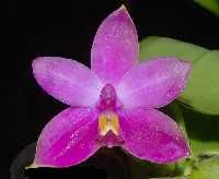 Phalaenopsis bellina