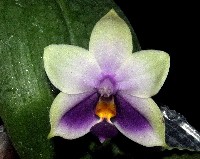 Phalaenopsis bellina coerulea