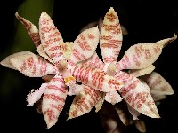 Phalaenopsis hieroglyphica 