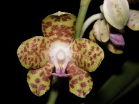 Phalaenopsis hygrochila