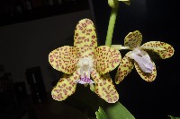 Phalaenopsis Little One