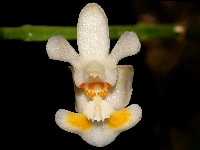 Phalaenopsis malipoense