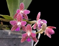 Phalaenopsis Nagasaki