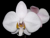 Phalaenopsis philippinensis