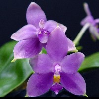Phalaenopsis violacea coerulea