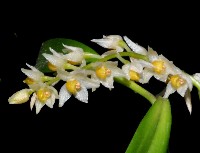 Pholidota cantonensis