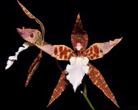 Rhynchostele rossii x Odm. lacerum